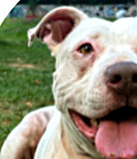 Tara, perra en adopción, publicada en Social