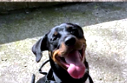 Rocco disfrutando su paseo, momento publicado en Social