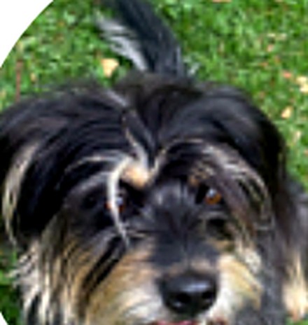 Toby, perro reportado como perdido, publicado en Social